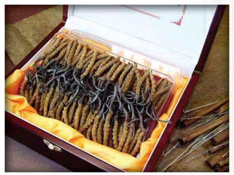 敦煌冬虫夏草回收